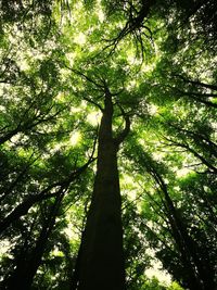 Low angle view of bamboo trees in forest