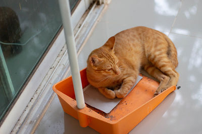 High angle view of cat resting