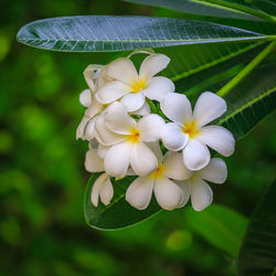 Close-up of white flowering plant