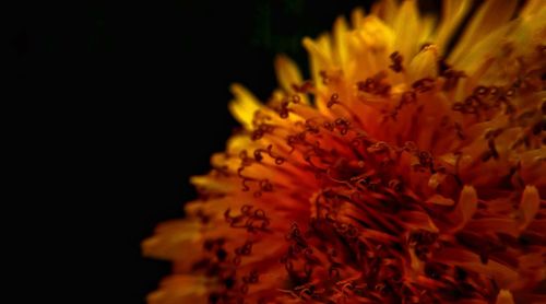 Close-up of orange flower against black background