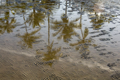 Reflection of trees in water