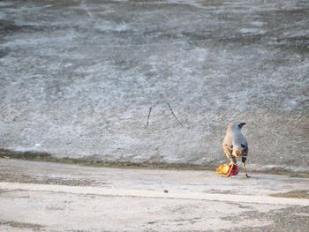 Bird eating  on the road