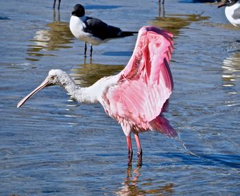 Bird in water