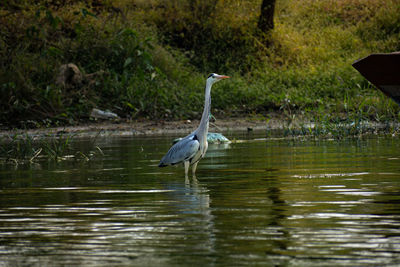 High angle view of gray heron on lake