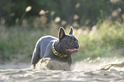 View of a dog in the water
