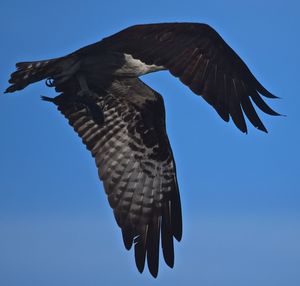 Low angle view of eagle flying against clear blue sky