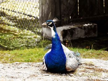 Close-up of a peacock