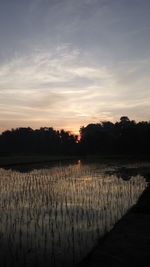 Scenic view of agricultural field against sky during sunset