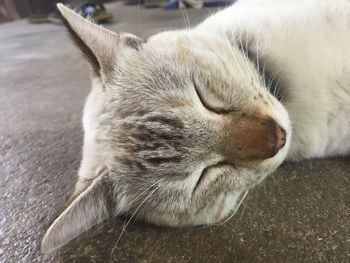 Close-up of cat sleeping