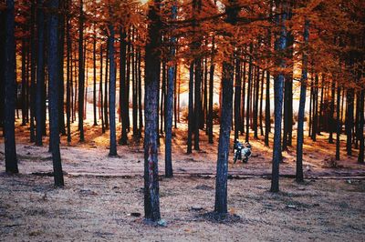 Trees in forest