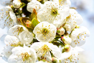 Close-up of white cherry blossom