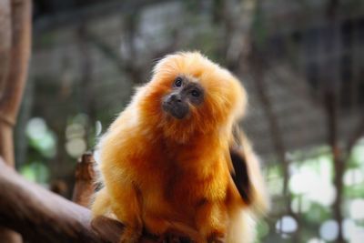 Monkey sitting on tree trunk