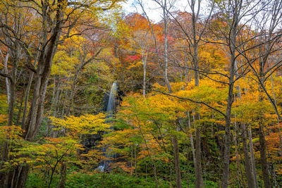 Trees in forest during autumn