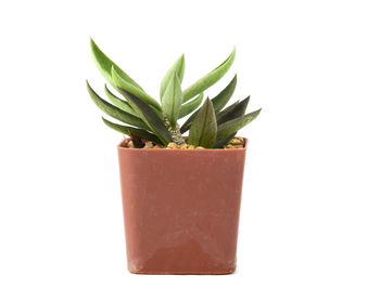 Close-up of potted plant against white background