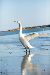 Swan on a beach