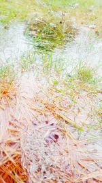 View of trees in water