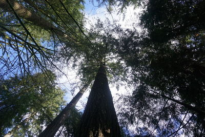 Low angle view of trees in forest
