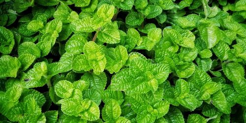 Full frame shot of green leaves
