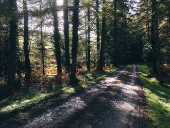 Scenic view of forest