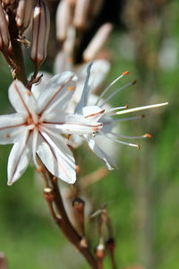 Close-up of white flowering plant