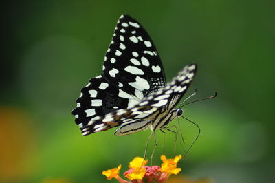 Close-up of butterfly pollinating on flower