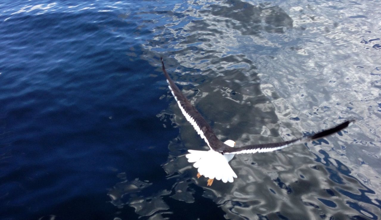 water, high angle view, nature, floating on water, waterfront, beauty in nature, lake, rippled, animals in the wild, animal themes, one animal, wildlife, swimming, close-up, day, outdoors, sea, no people, reflection, fragility