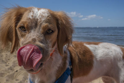 Close-up of dog in sea