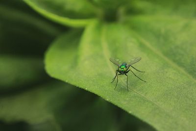 Close-up of fly on leaf