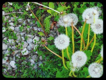 Close-up of white flowers