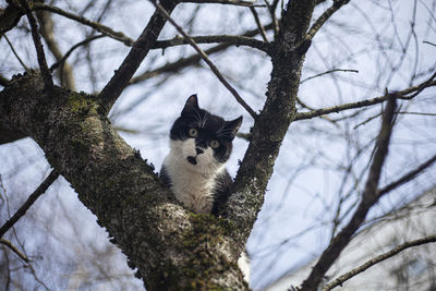 Cute cat is sitting on a tree. the cat is high on the branches. the animal escapes from the dog. 