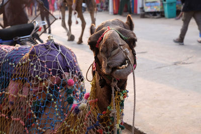 Camel at street of pushkar, rajasthan, india