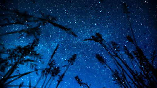 Low angle view of trees against sky at night