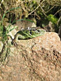 Close-up of lizard on rock