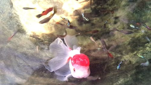 High angle view of koi carps swimming in water