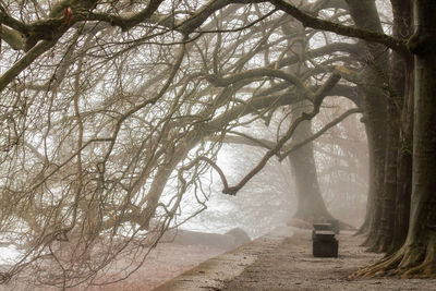 Road amidst trees in forest during winter