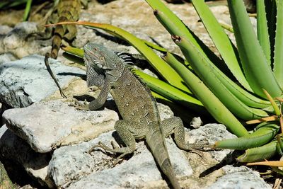 High angle view of lizard on rock