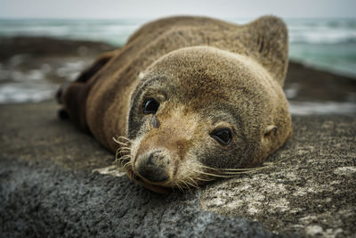 Close-up portrait of lion relaxing at beach
