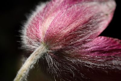 Close-up of pink flower against black background