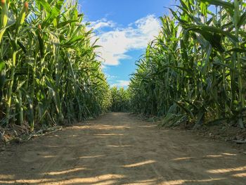 Plants growing on field against sky