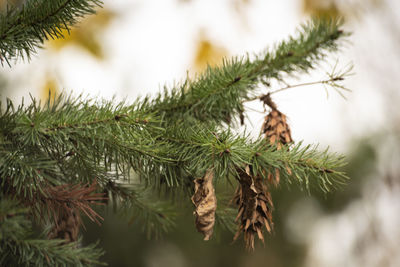 Close-up of pine tree branch