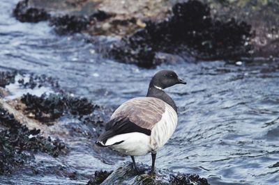 Close-up of bird perching on rock in lake