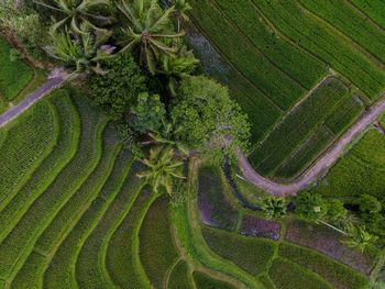 High angle view of agricultural field