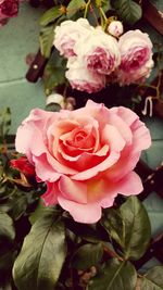 Close-up of pink roses