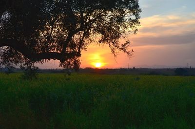 Scenic view of field against sky during sunset