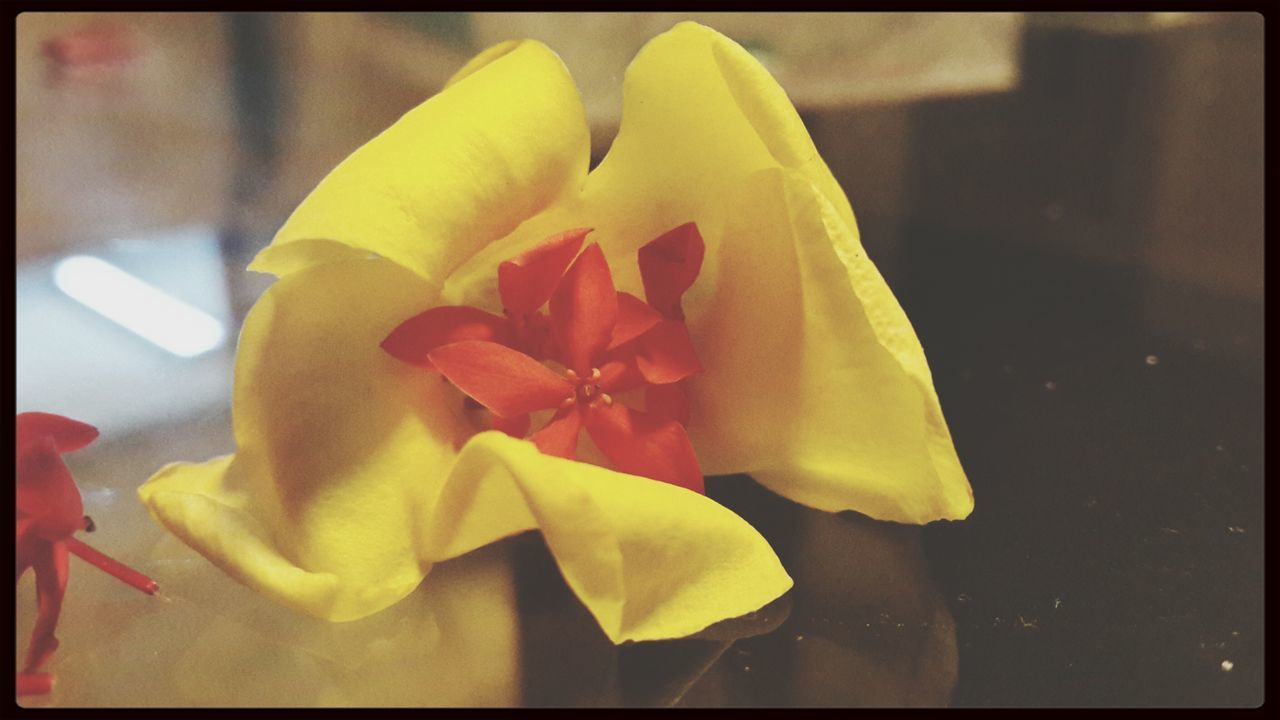 transfer print, flower, petal, flower head, fragility, auto post production filter, yellow, freshness, close-up, beauty in nature, single flower, blooming, growth, nature, focus on foreground, plant, indoors, rose - flower, in bloom, blossom