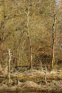 View of bare tree in forest