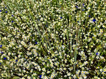 High angle view of flowering plants on field