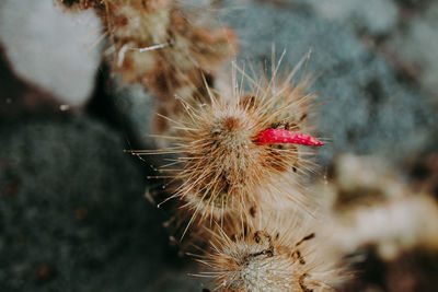 Close-up of cactus plant