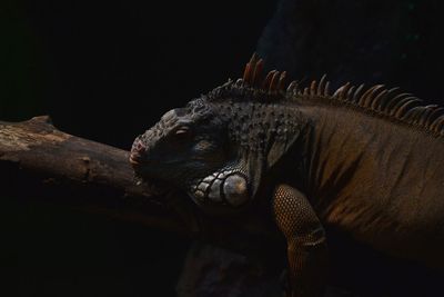 Close-up of iguana on a branch