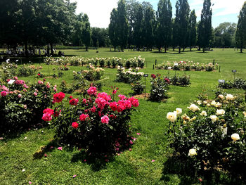 View of flowering plants in park